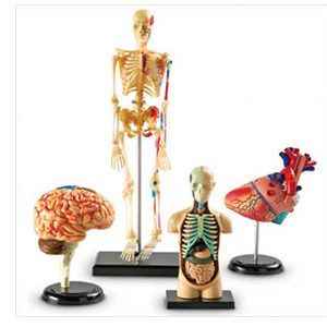 Manatomy Set